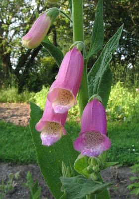 Digitalis_thapsi.jpg