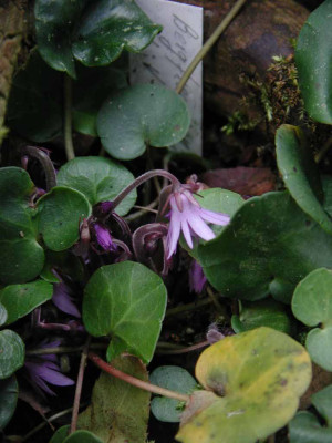 Soldanella_offnet_sich.jpg