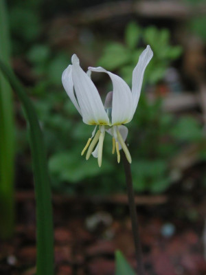 Erythronium_dens-canis_var._sibiricum_Album.jpg