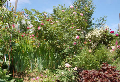 Rondelle_0010__9493.jpg