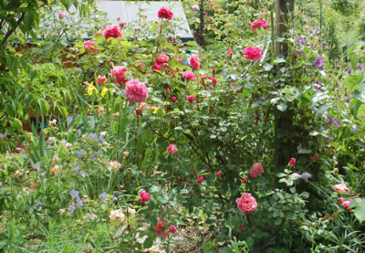 Rondelle_mit_Teerosen_0010__9405.jpg