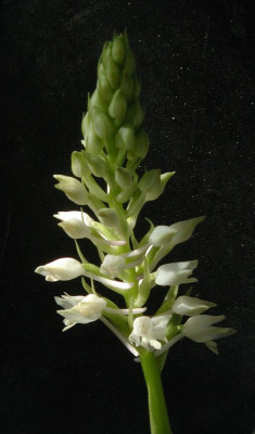 Anacamptis_pyramidalis.jpg
