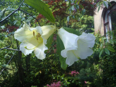 Kopie_von_080620102851R.dalhousiae.jpg