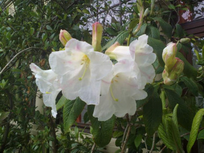 Kopie_von_090620102881R.megacalyx.jpg