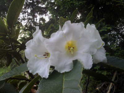 Kopie_von_040620102839R.nuttallii.jpg
