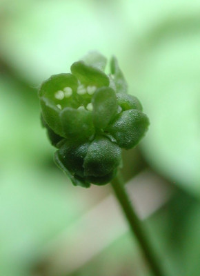 Adoxa_moschatellina.jpg