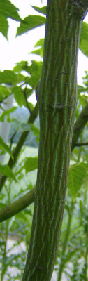 acer-davidii-stamm-100610.jpg