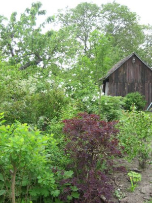 2010-06-08_Schattenbeet.jpg