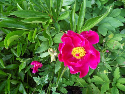 Paeonia_lactiflora22.jpg