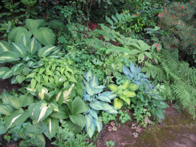 juni_2010_schatten_rechts1.jpg