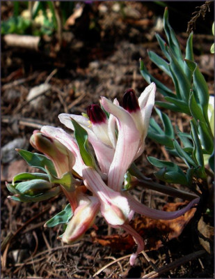 Corydalis.JPG