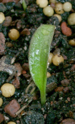 04050005_Fritillaria_camschatcensis.JPG