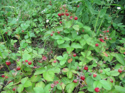 juni_2010_walderdbeeren.jpg