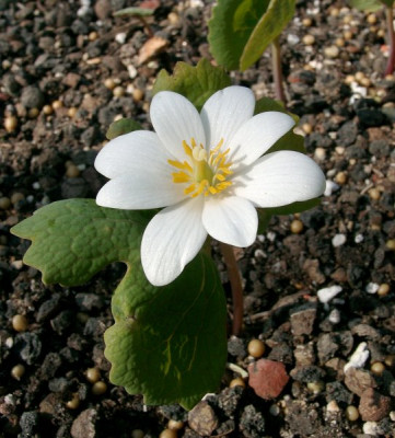 04030025_eSanguinaria_canadensis.JPG
