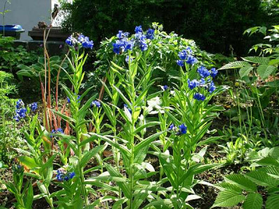Cynoglossum-nervosum-uwe.jpg