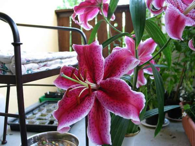 Lilium-tiger-woods-ax.jpg
