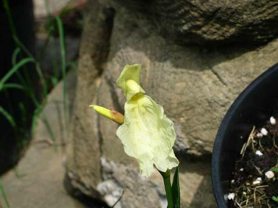 Roscoea_cautleoides-knorbs.jpg