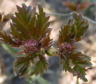 Viburnum_onondaga_010405.jpg