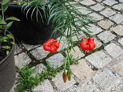 lilium-pumilum-2010.jpg