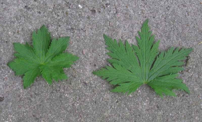 Geranium_syvaticum_Laubvergleich_2_800x600.jpg