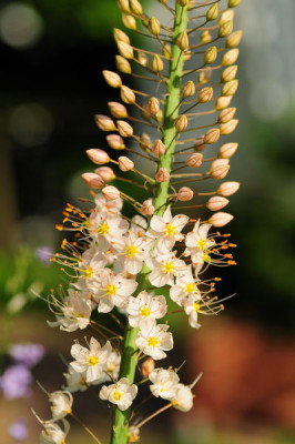 Eremurus_marygold.JPG