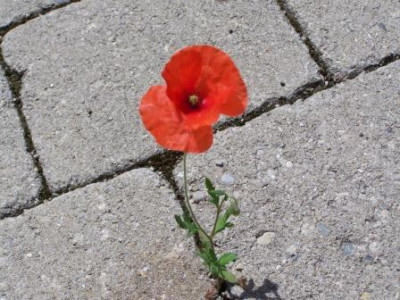 Pflastermohn.JPG