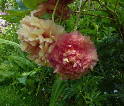 Paeonia_suffruticosa_Hybride_fars_2010.jpg