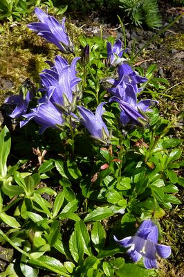 Campanula_chamissonis_fars_2010.jpg
