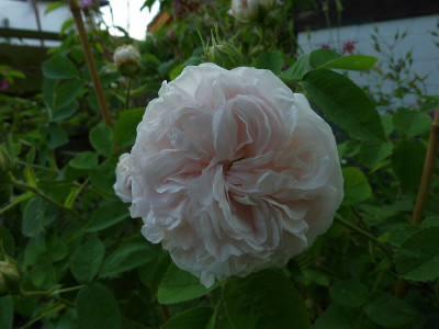 blanchefleur_zg.jpg