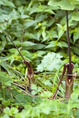 Sauromatum-2010-06-11.jpg