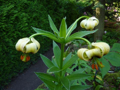 Lilium_ciliatum_schober_2010.jpg