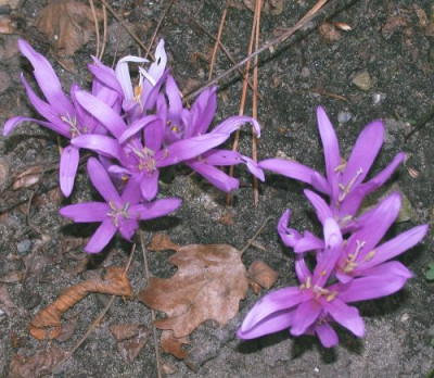 Bublbucodium_vernum002.jpg