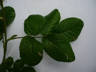 P1120157.JPG