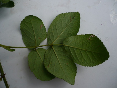 P1120158.JPG