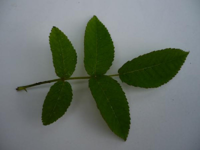 P1120145.JPG