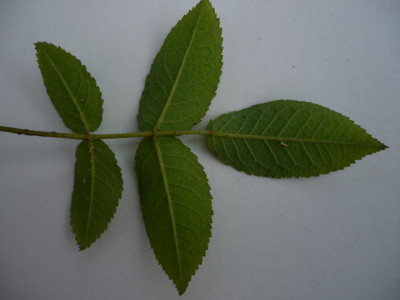 P1120146.JPG
