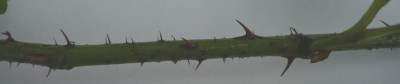 P1120148.JPG