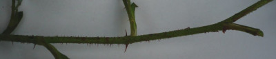 P1120150.JPG