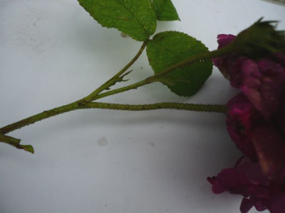 P1120151.JPG