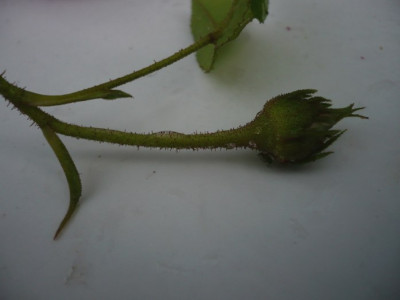 P1120154.JPG