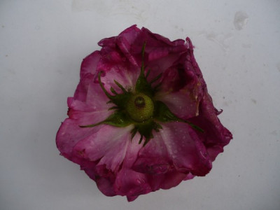 P1120153.JPG