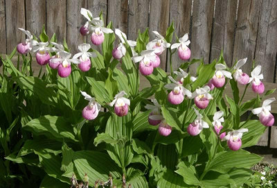 comp_Cypripedium_reginae_11.06.10.jpg