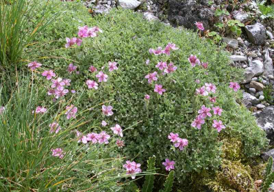 comp_Potentilla_nitida_compacta_11.06.10MGP4032.jpg