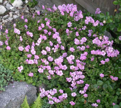 comp_Geranium_dalmaticum_11.06.10.jpg