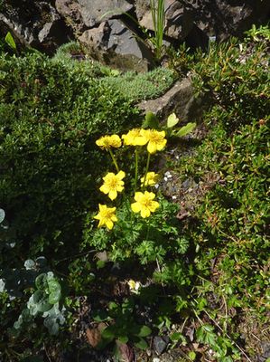 Trollius_pumilus_fars_2010.jpg