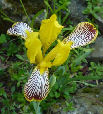 Iris_variegata_2_fars_2010.jpg
