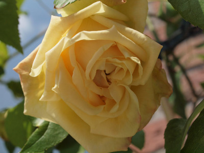 marechalniel02.jpg