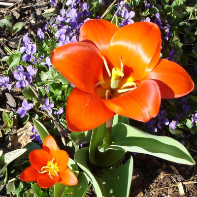 v.tulpe.jpg