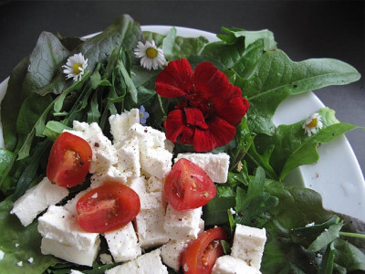 gartensalat.jpg