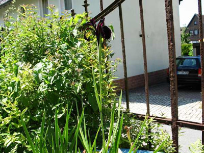 Iris-chrysographes2010.jpg